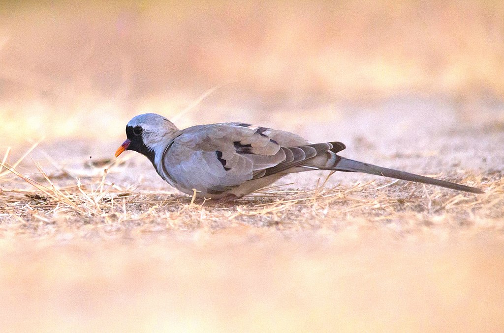 Nal Sarovar Bird Sanctuary: A Guide to Birdwatching in India