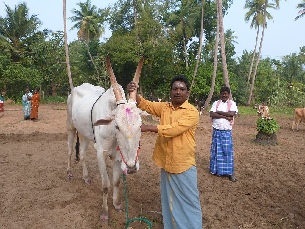 Pongal: India’s Harvest Festivals