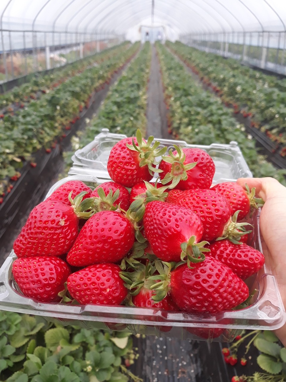 Strawberry Farms in Mahabaleshwar