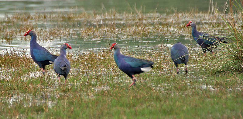 Purple Swamphens at Sultanpur Bird Sanctuary