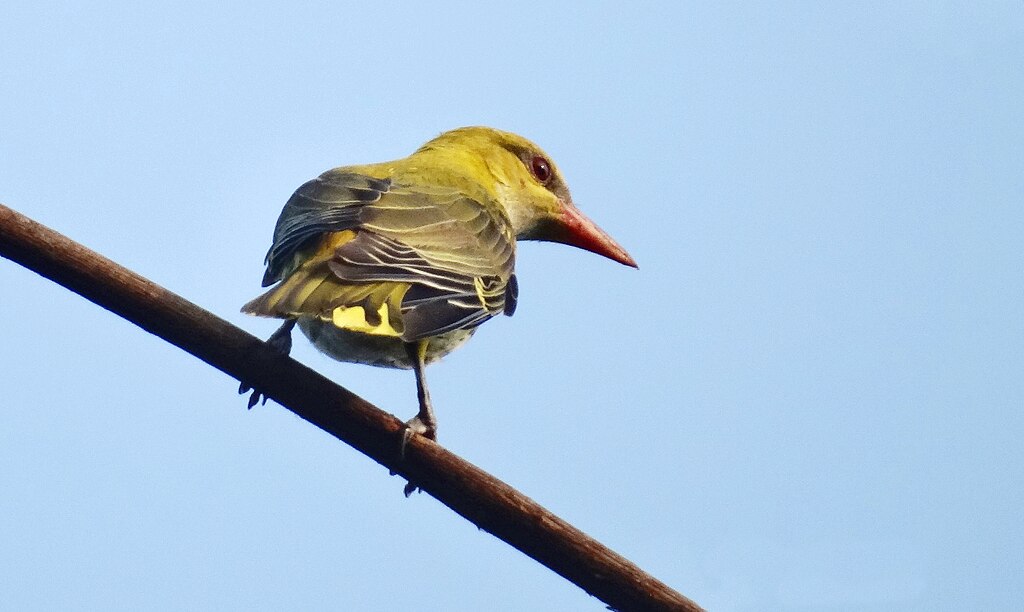 Indian Golden Oriole female, Thattekad Bird Sanctuary