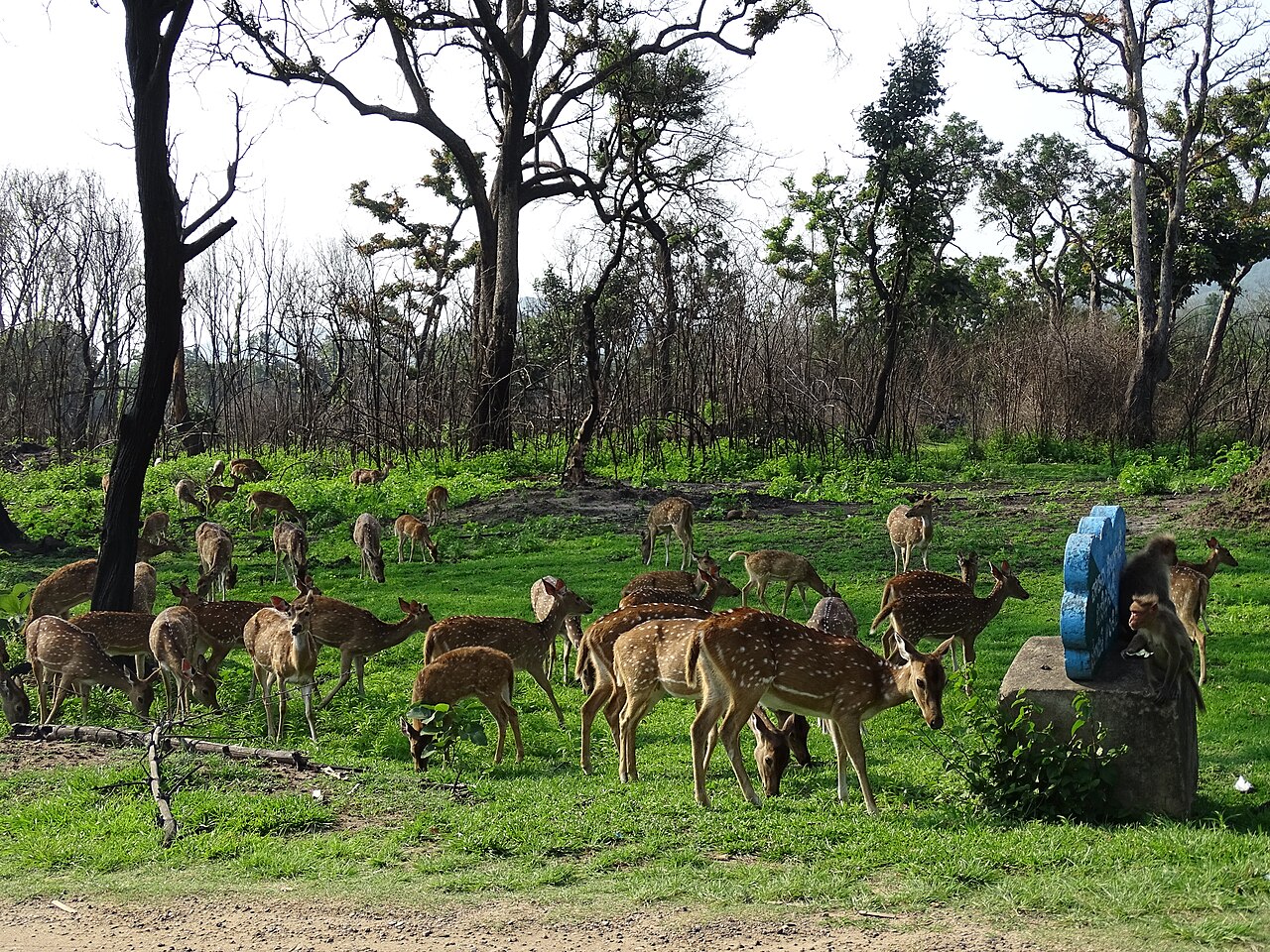 Bandipur National Park