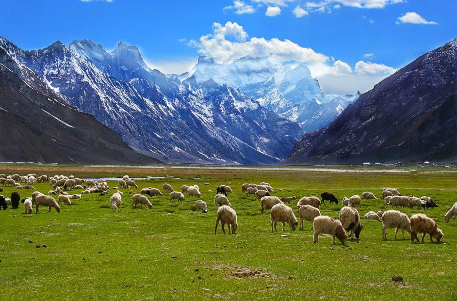 Ladakh: Nature Photography Day