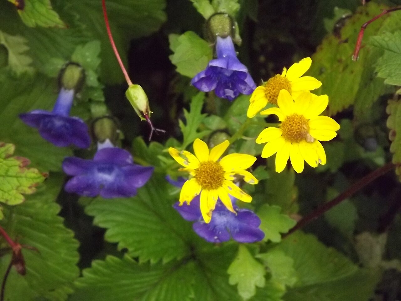 Valley of Flowers National Park