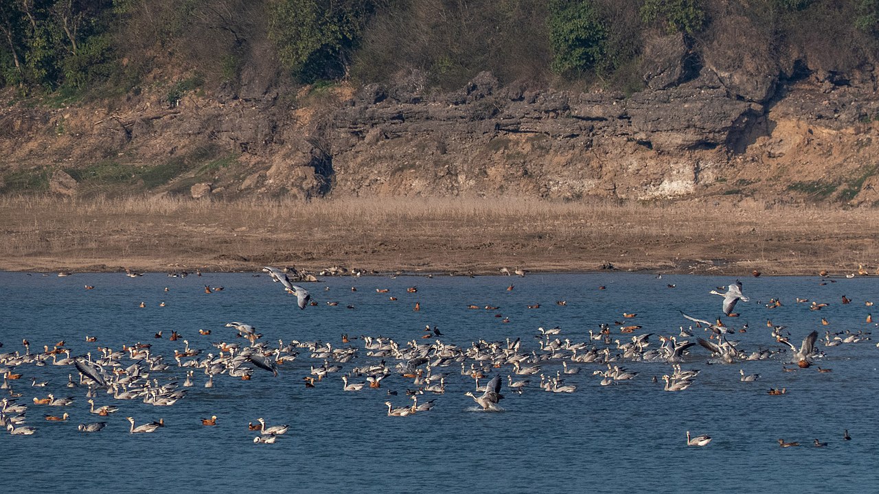 A Birdwatcher’s Paradise in Dharamshala